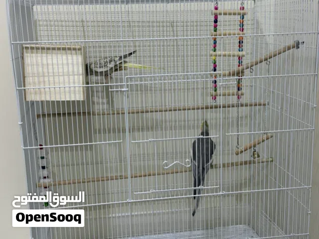 طيور كوكتيل اليفين