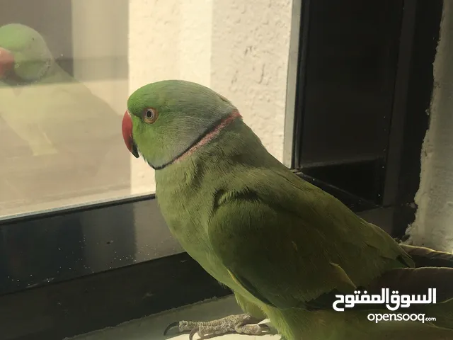 الملاحظه: الذكر أليف جدا مايعرف شي اسمه عض ويستقبل المسح على الرأس و الأنثى شبه اليف
