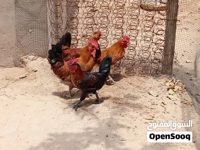 بسم الله ما شاء الله اربع ديوك عربيه بسم الله ما شاء الله