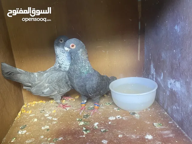 جوز قرقطة شغلات