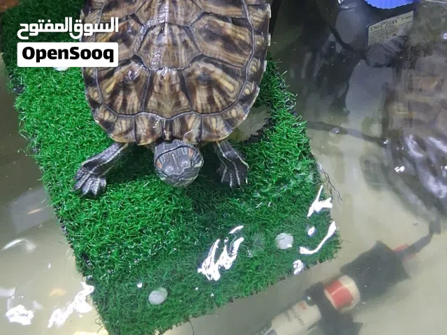 للبيع سلاحف