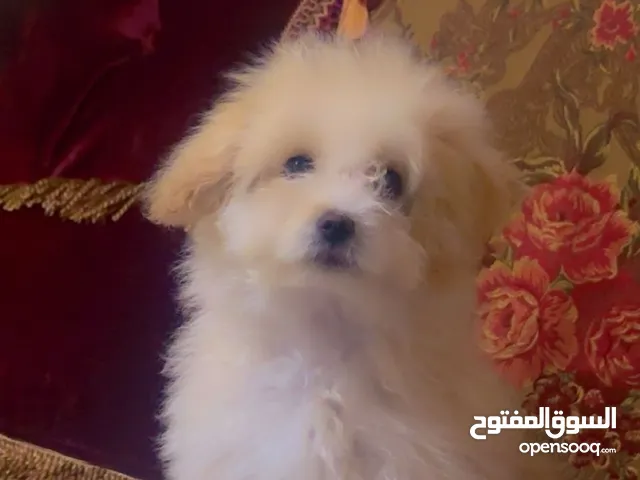 هل تحلم برفيق وفيّ، ذكي، حنون، وكأنه لعبة ناعمة تنبض بالحياة؟ "مالتيبو" الجميل جاهز ليكون معك