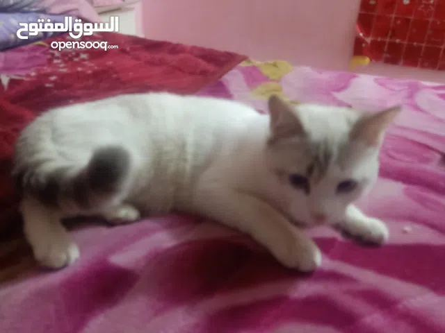 قط شيرازي خليط تركي روسي اصيل 10شهور