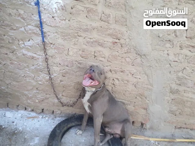 كلب بيتبول للبيع متطعم.متعلم طاعه وشراسه