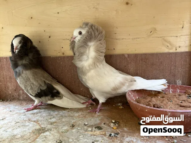 حمام جاكوين بلجيكي جامبو شرط منتج