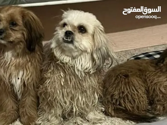 الام و الابناء شيتزو