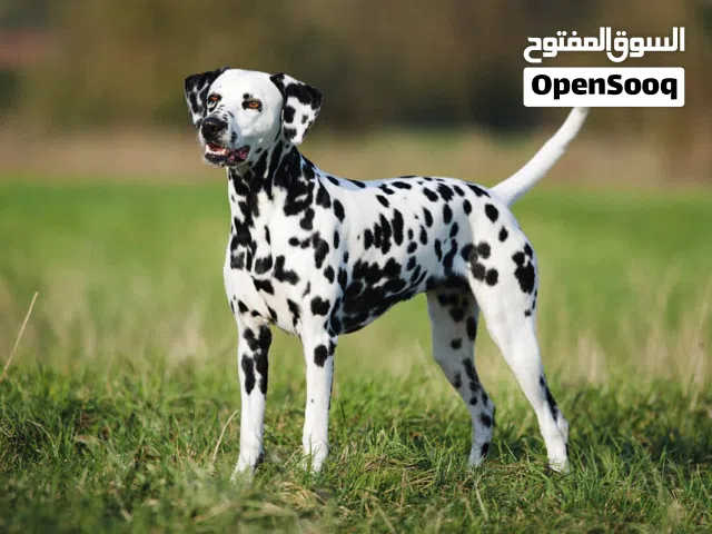 مطلوب أنثى دالماسي للتزاوج  مطلوب أنثى من فصيلة Dalmatian (دالماسي)، بصحة ممتازة، ومكتملة التطعيمات،