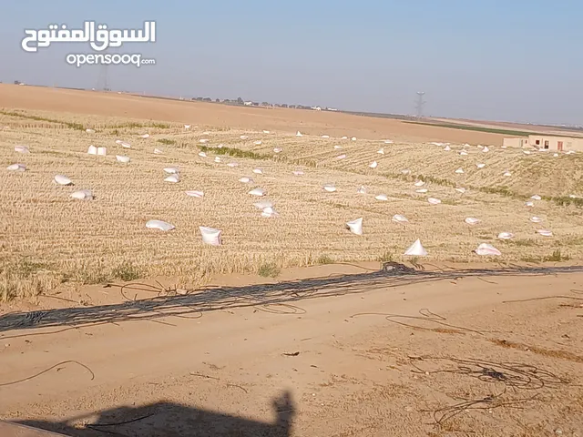 تبن قمح للبيع عترابو