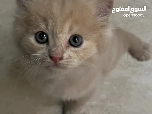 قطط شيرازية مكس مع سكوتش فولد للبيع
