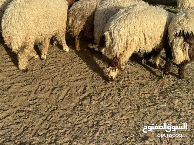 نعيم ضحايا رخال