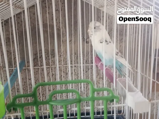 زيبرا للبيع