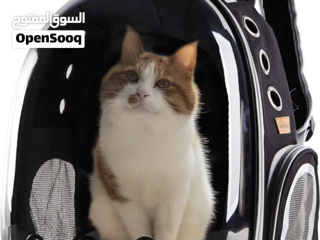 للبيع ادوات قط جديد