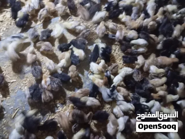 السلام عليكم ورحمة الله   بسم الله توكلنا على الله  متوفر كتكوت عربي مخلط بجميع أنواعه
