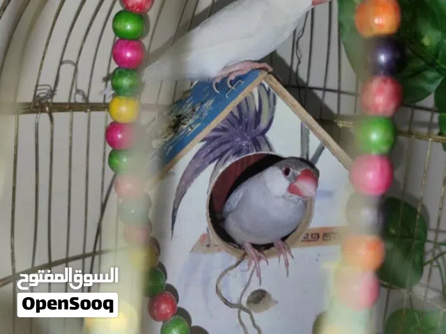 طيور جاوهً