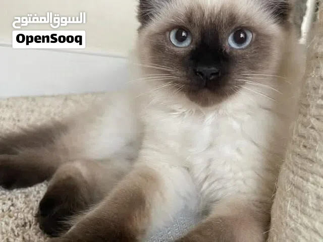 قط سيامي صغير للبيع