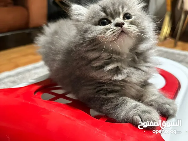 متجر Mimi Cat