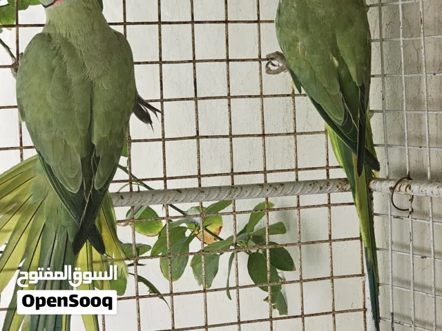 زوج ببغاء دره اخضر للبيع