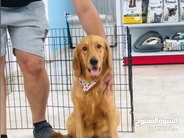 جولدن ريتريفر golden retriever