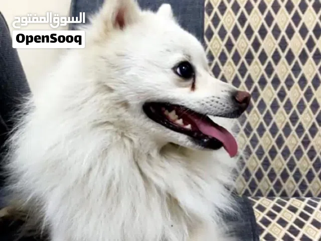 � فرصة لمحبي البوميرينين