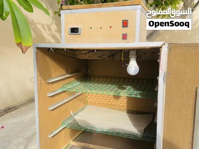 متوفر حضانة دجاج الله يبارك حجم كبير