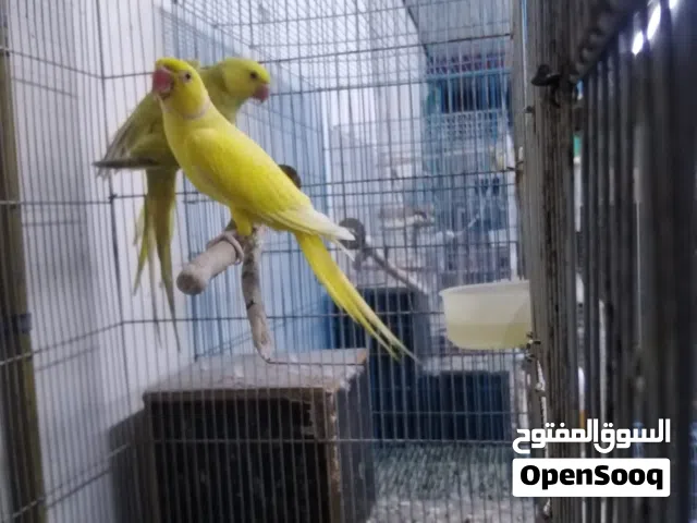 زوج دره منتج