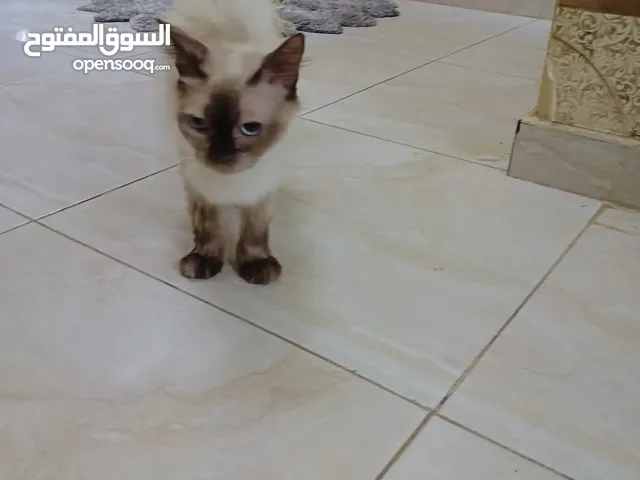 قط سيامي للبيع