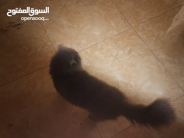 قط شيرازي للبيع العمر 8 اشهر