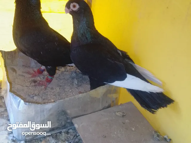جوز مساويد شغالات