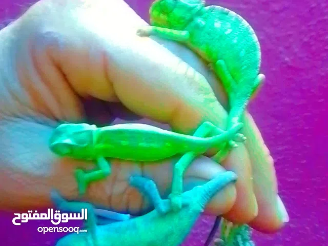 بيبي كامليون متوفر اغوانا  صحه ممتازة حجم ممتاز الوان جذابه وجميله وملفته