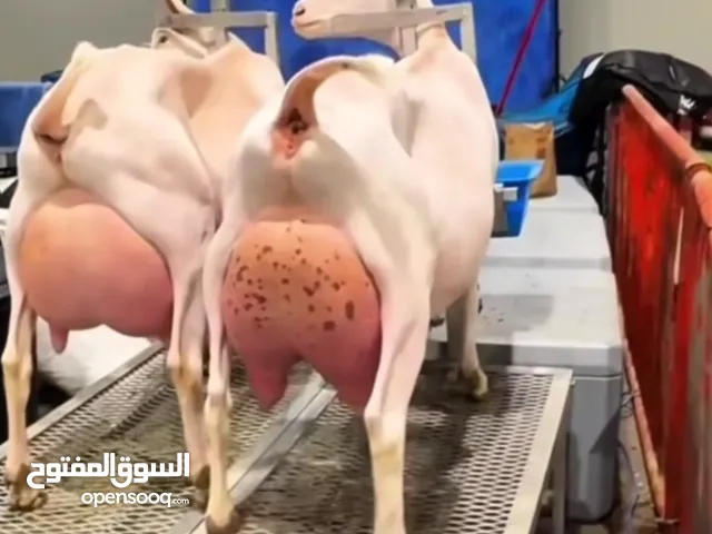 ماغز لاتينو جامبو وسيناني الاول في العالم للحليب