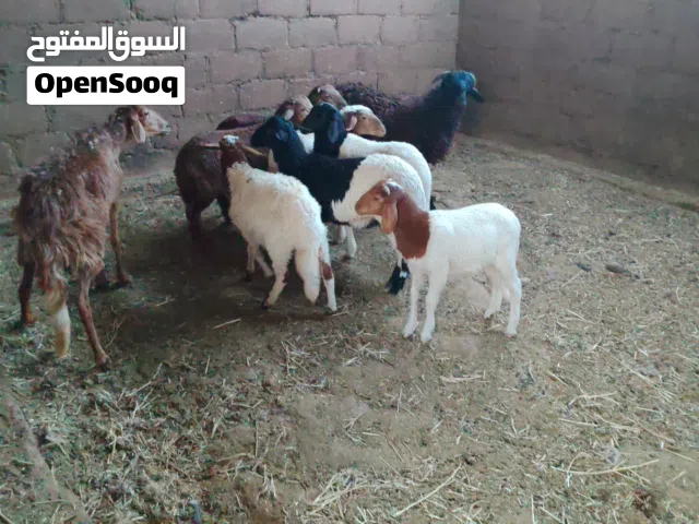 حوالا وحواليات