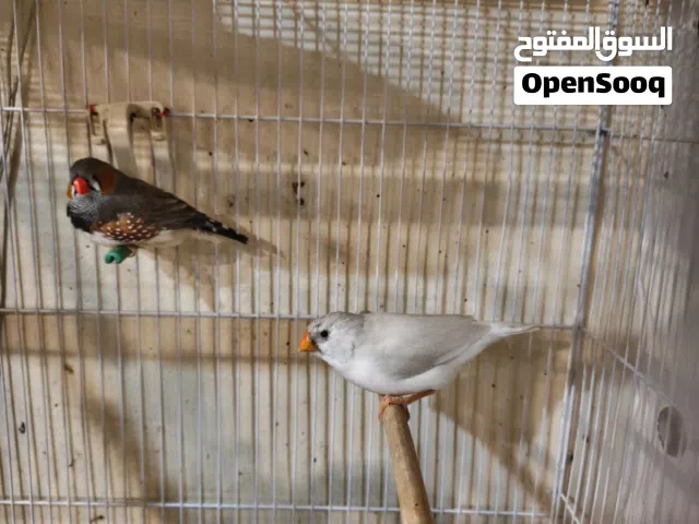 فنجز سوبر جامبو شرط الانتاج