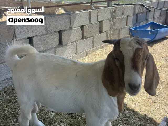 ماعز البورقوت