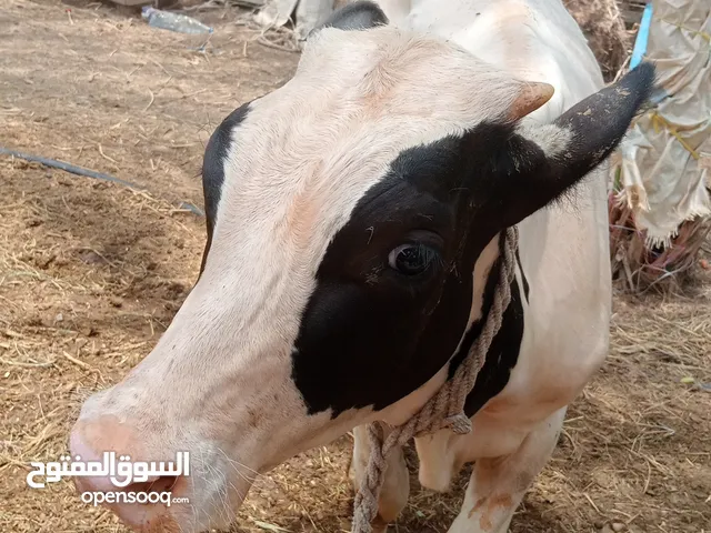عجل هولندي ام باكستانيه العمر 5شهور الي جاد يتواصل