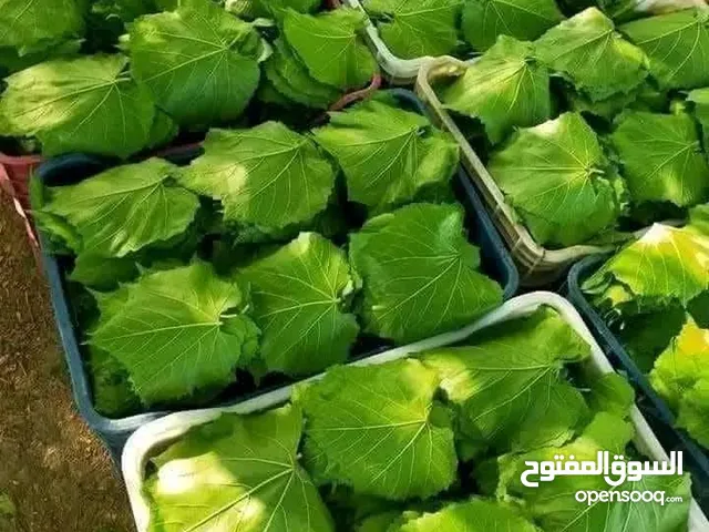 ورق عنب امريكي يوميا طازج واسعار خاصة للكميات