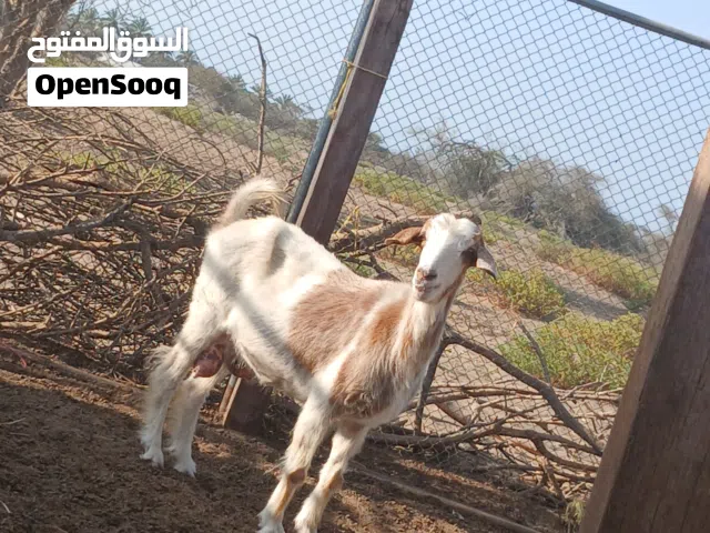 شاه من حلال بني سعيد صغيرة في العمر