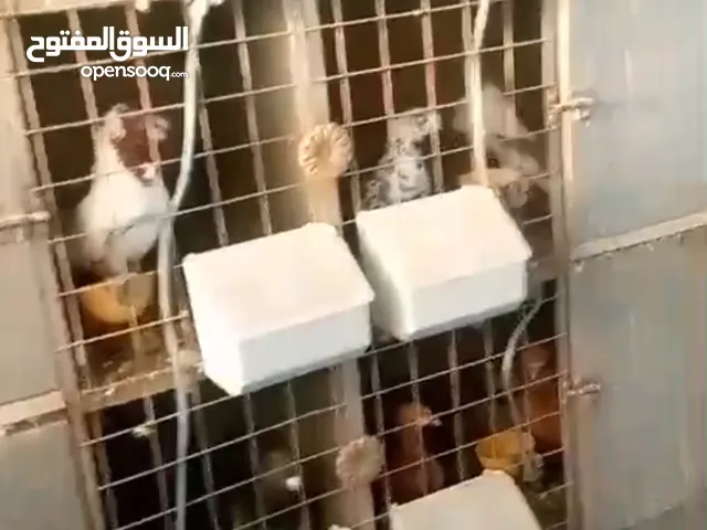 قنون 8 عيون مع معالف ومشارب اتوماتيك عدد 5 قنون