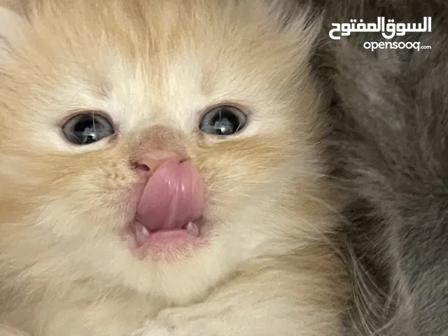قطط  بصحه و عافيه