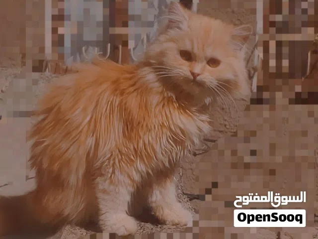 انثى شيرازي شقراء للبيع