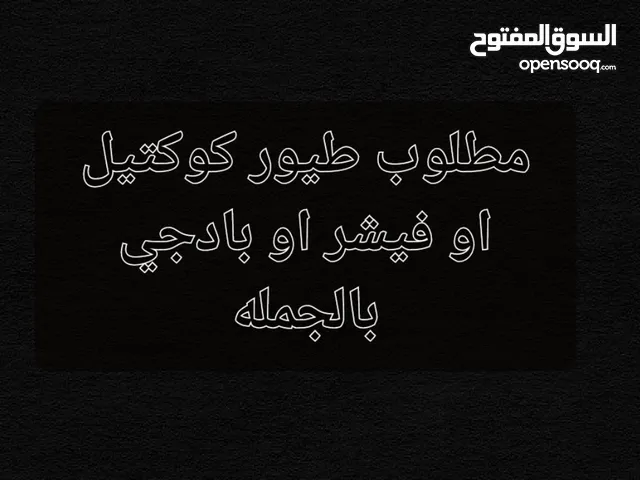 مطلوب بابغاوات و طيور