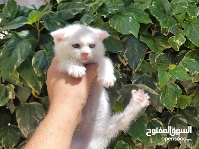 قطه سكوتش مع شيرازي