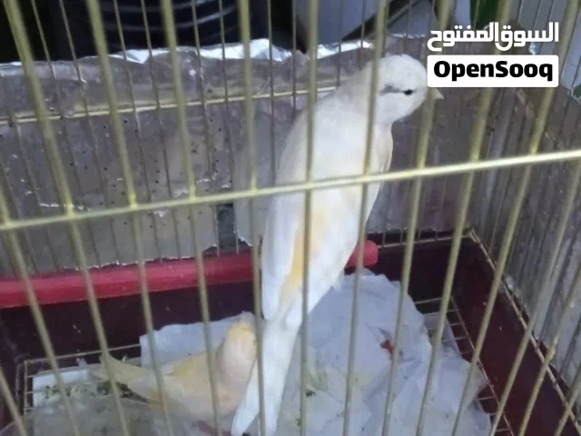 طيور كناري عدد2