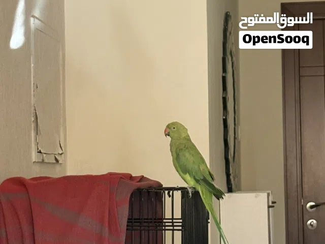 ببغاء درة انثى