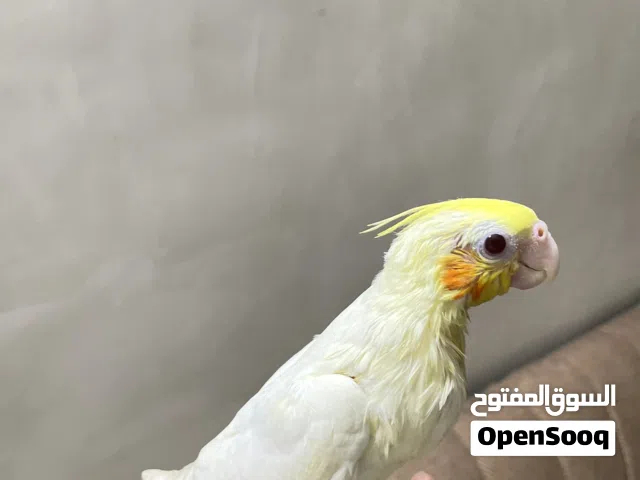 فرخ كوكتيل لاتينو طيران داخلي