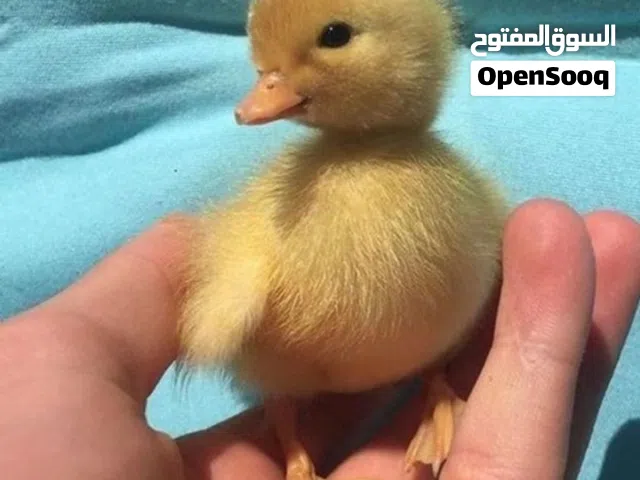 صيصان بطه أليف