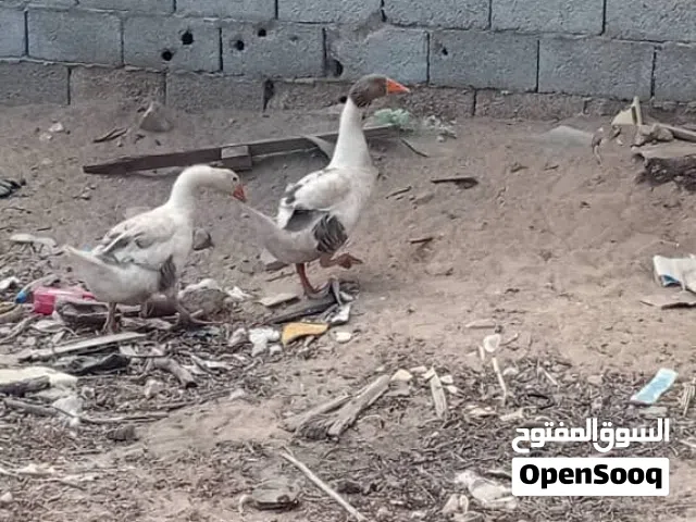 السلام عليكم اوز للبيع