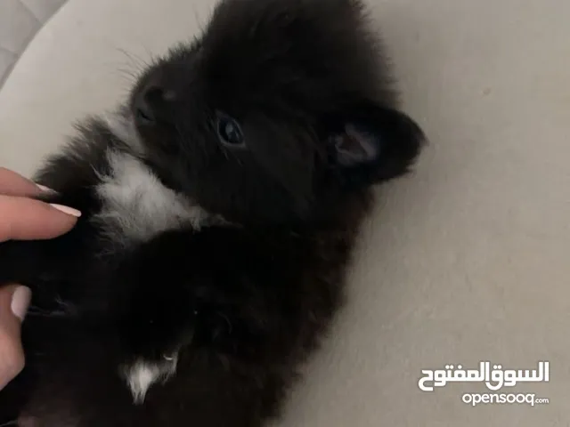كلب بومرينيان
