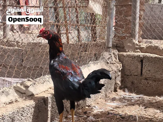 بيع دجاج باكستاني