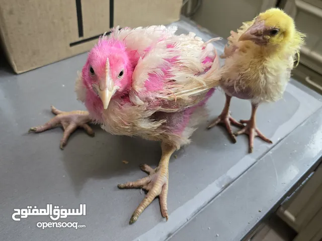 بدون مقابل