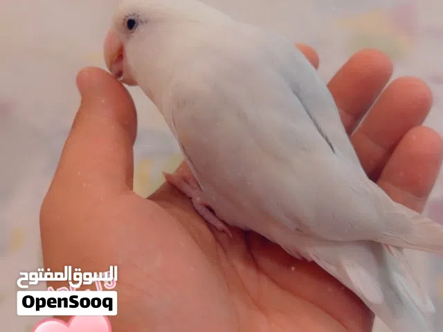 طير لاف بير اليف